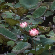 04_Inle Lake (26)